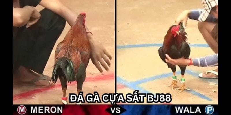 Đá gà cựa sắt - Hình thức đá gà trực tiếp Thomo 88 thú vị