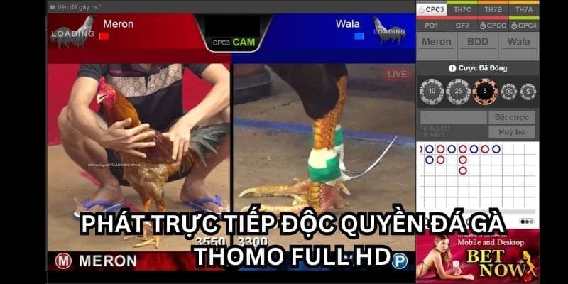 Đá gà Thomo 88 sở hữu quyền phát trực tiếp độc quyền