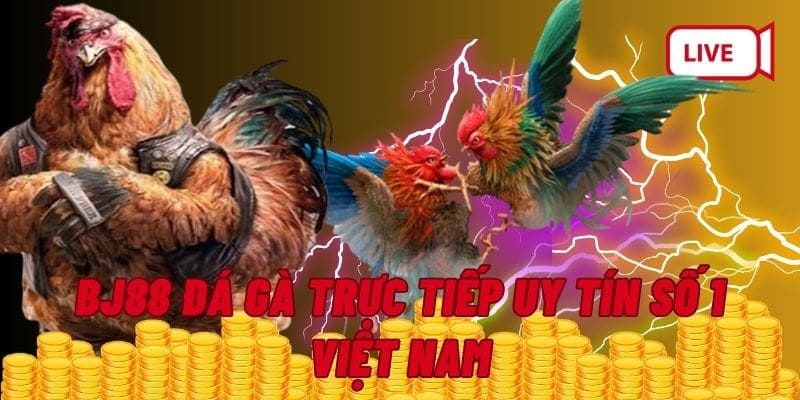 Đá gà trực tiếp Thomo 88 cập nhật tin tức 1 cách nhanh chóng