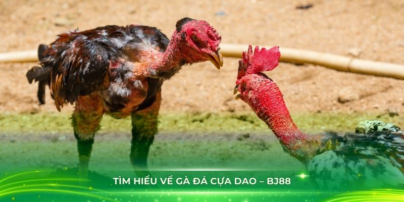 Tìm hiểu về gà đá cựa dao – BJ88
